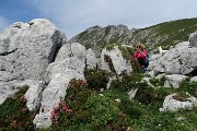 28 Rododendro irsuto (Rhododendron hirsutum) con vista in Corna Piana